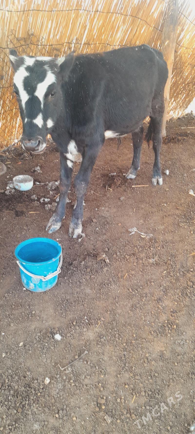 öküzçe - Мургап - img 1