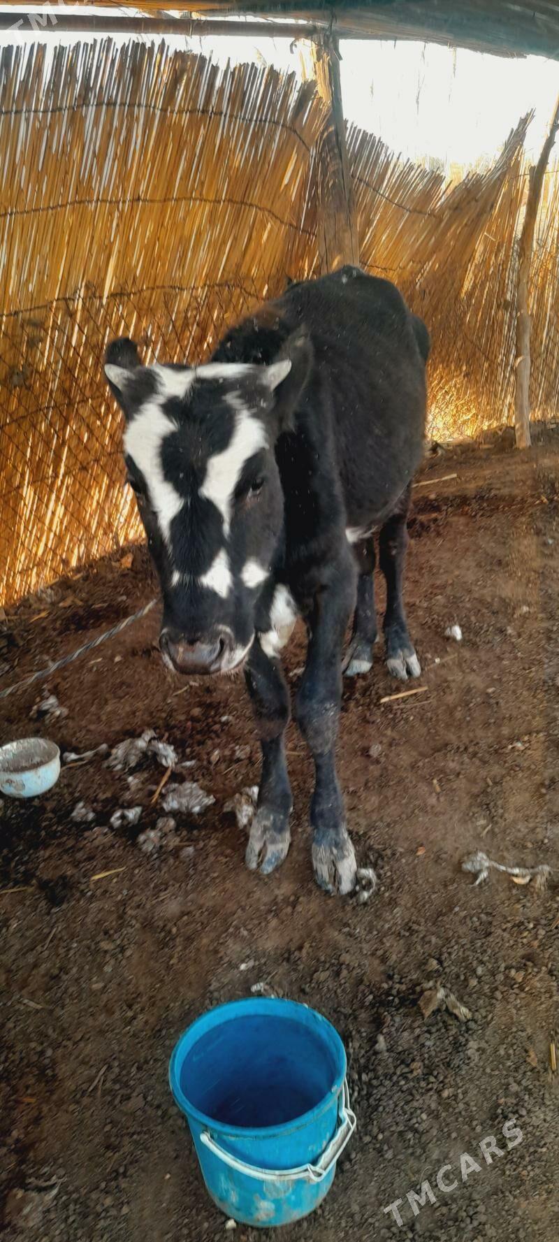 öküzçe - Мургап - img 2