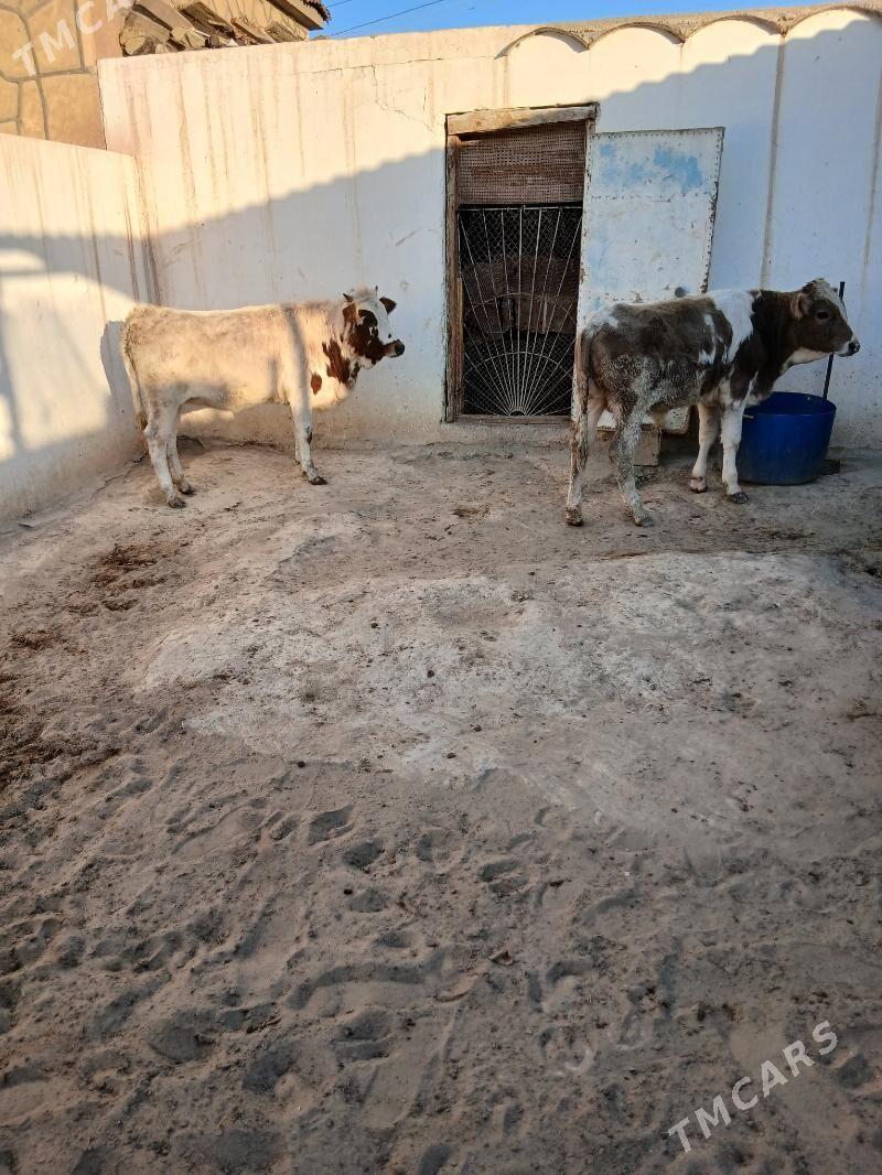 okuz gacar - Гумдаг - img 1