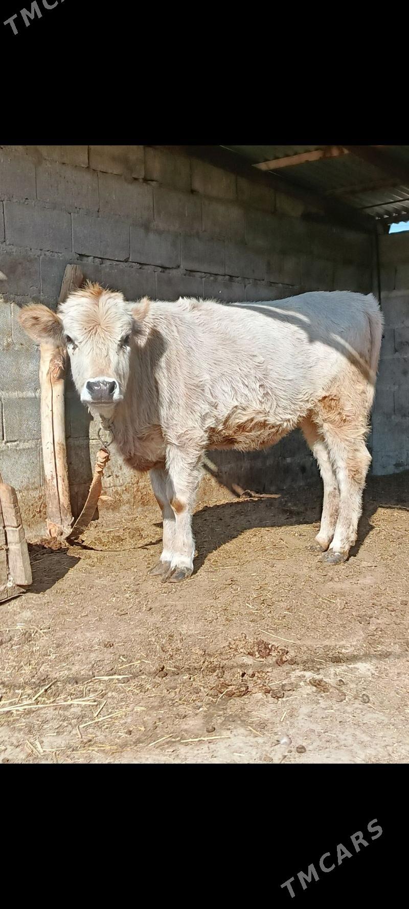 tohum tuwe - Bäherden - img 2