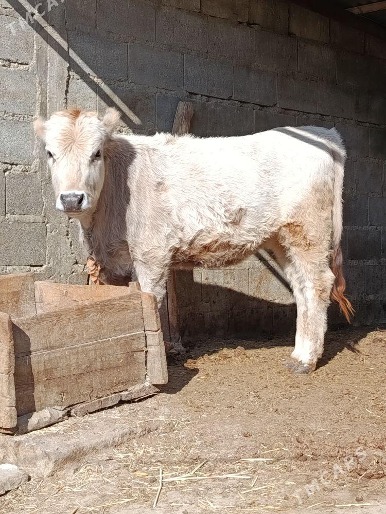 tohum tuwe - Bäherden - img 1