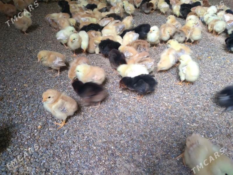 towuk juje - Gökdepe - img 2