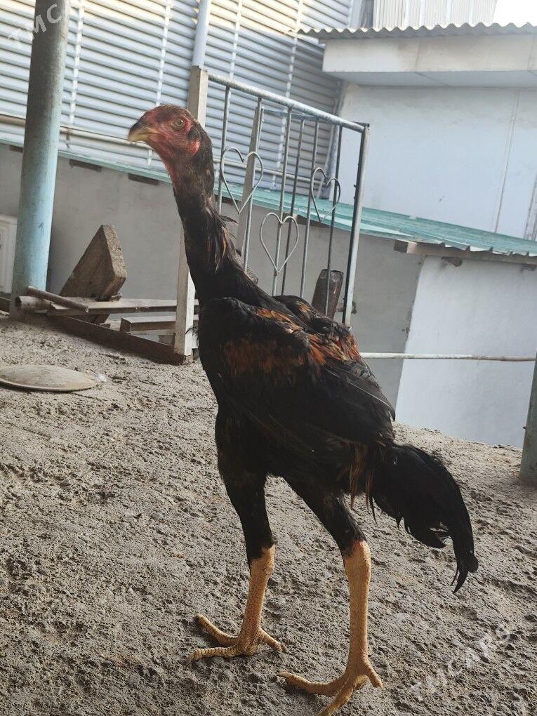 taskent - Hitrowka - img 4