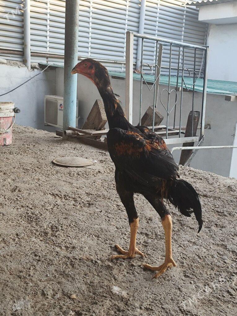 taskent - Hitrowka - img 5