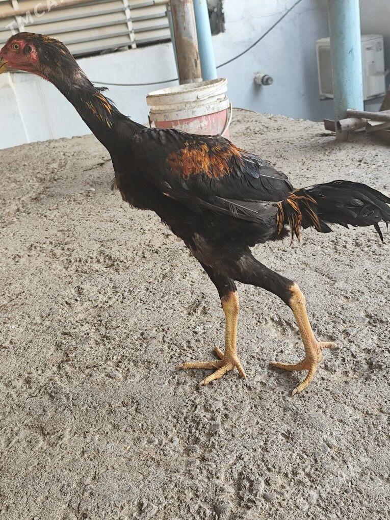 taskent - Hitrowka - img 2