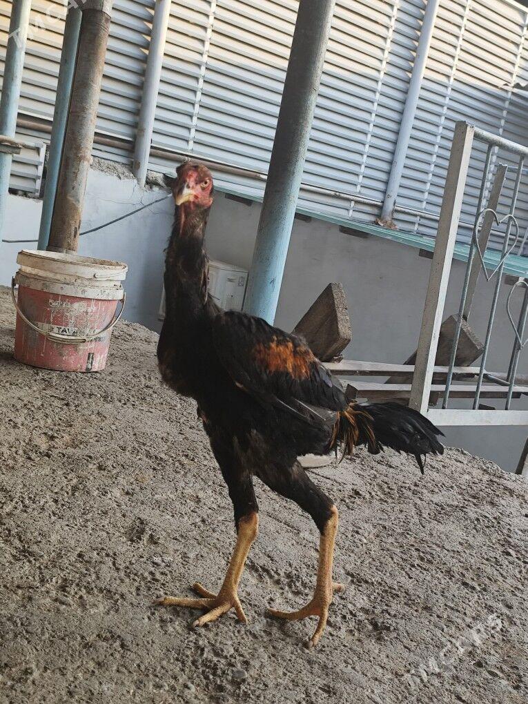 taskent - Hitrowka - img 3