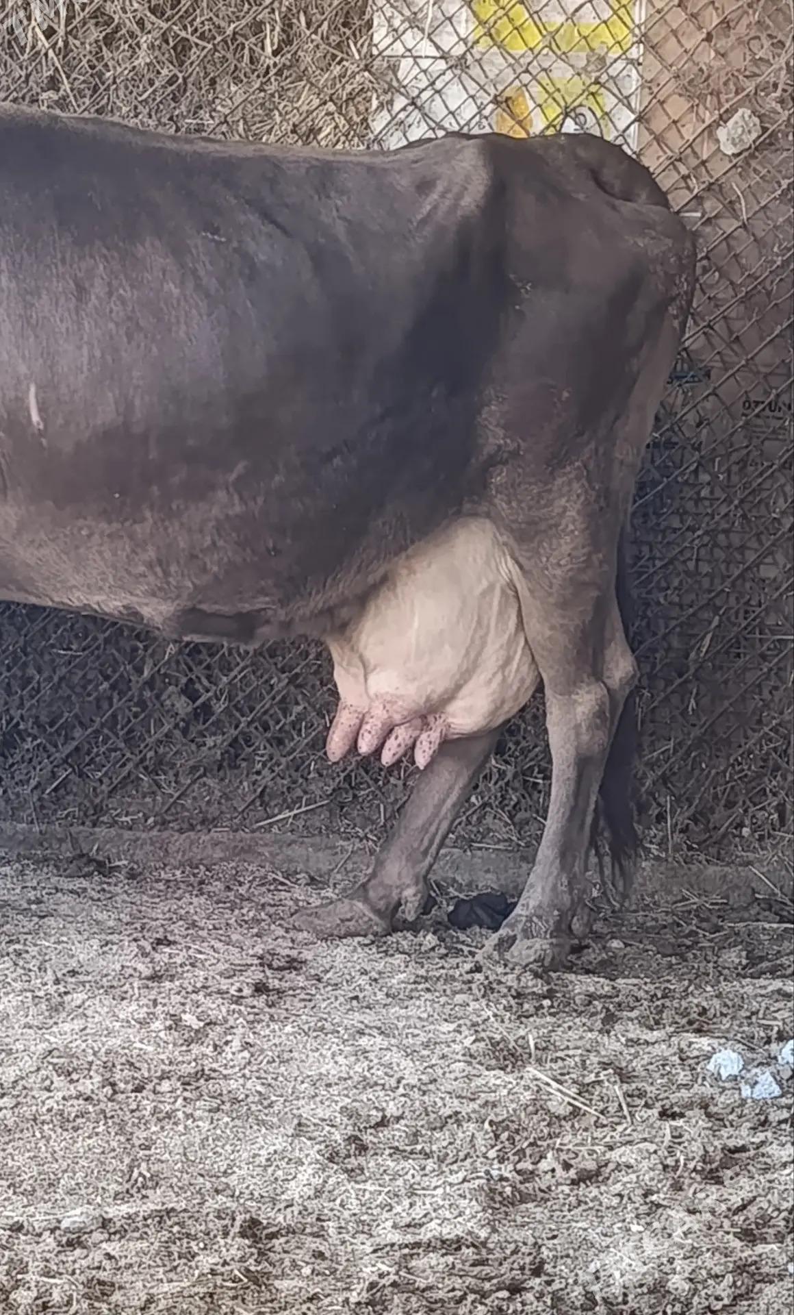 GÖLELİ SYGYR - Гёкдепе - img 4