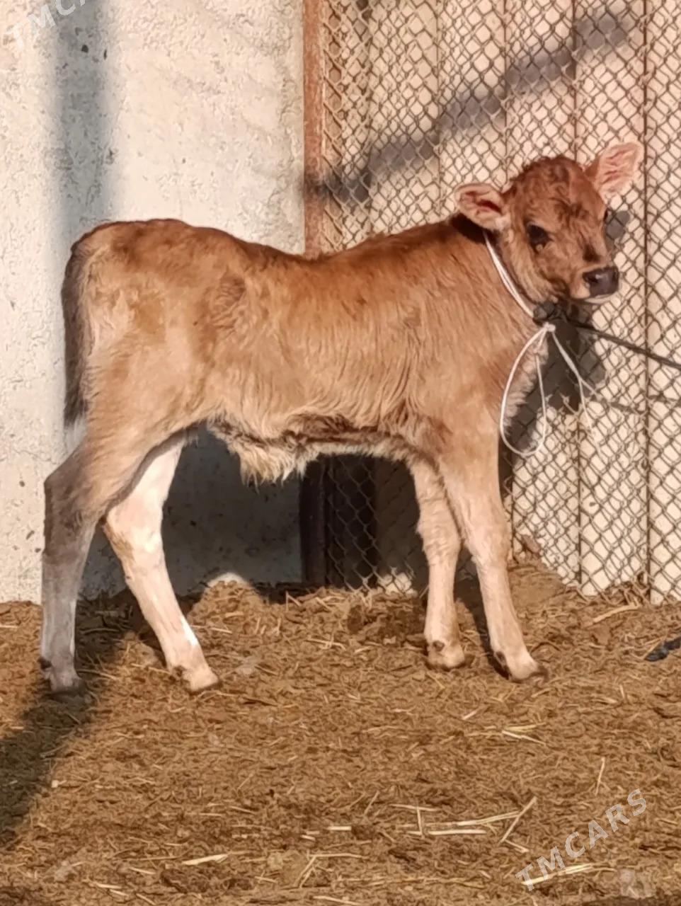 GÖLELİ SYGYR - Гёкдепе - img 3