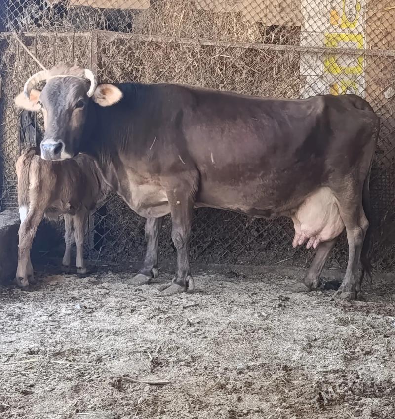 GÖLELİ SYGYR - Гёкдепе - img 2