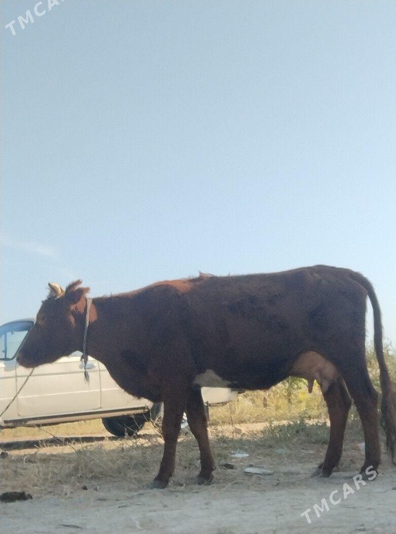 голели сыгыр - Чарджоу - img 3