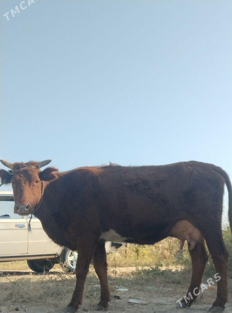 голели сыгыр - Чарджоу - img 2