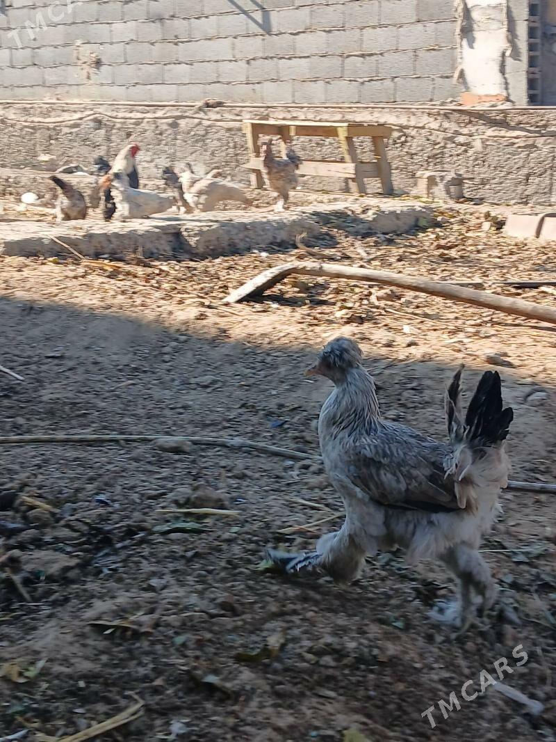 Balgar horoz towuk cisti - Бекреве - img 6