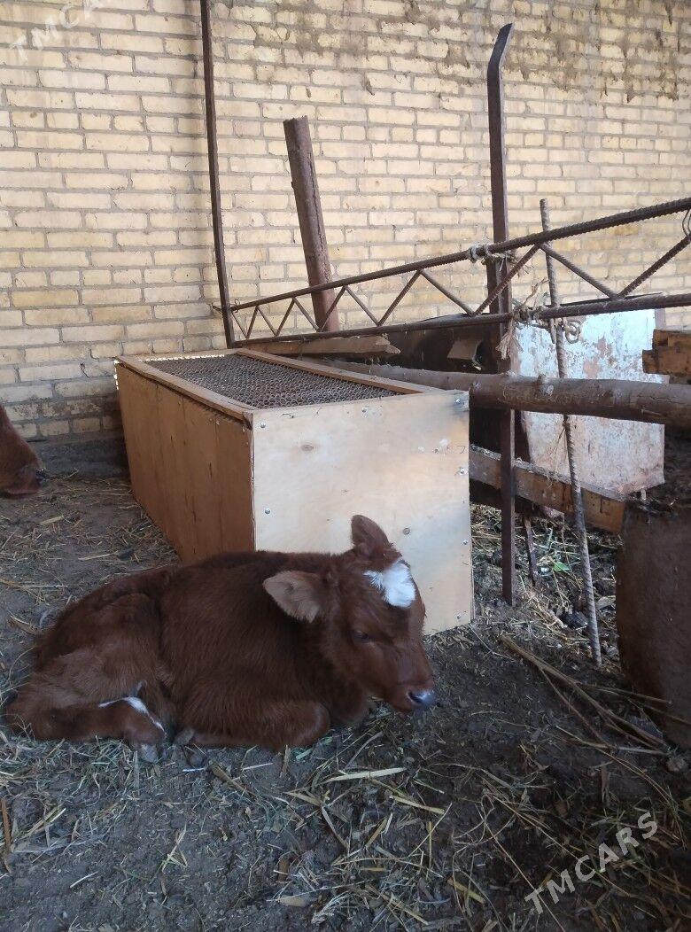 голели сыгыр - Чарджоу - img 4