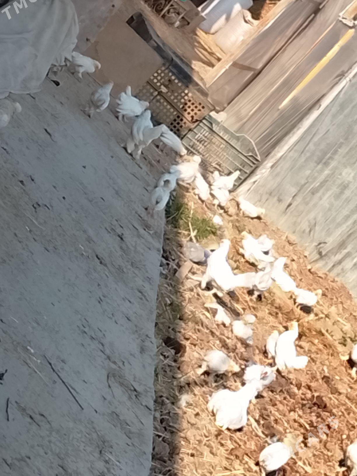 карлик - Çärjew - img 6