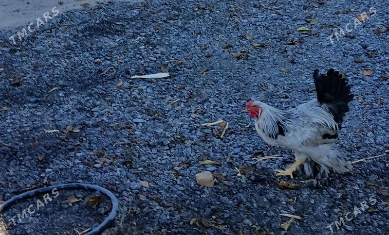 Balgar horoz towuk cisti - Бекреве - img 2