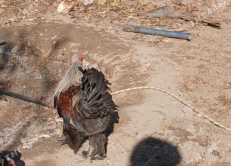 Balgar horoz towuk cisti - Бекреве - img 3