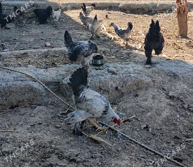 Balgar horoz towuk cisti - Бекреве - img 8