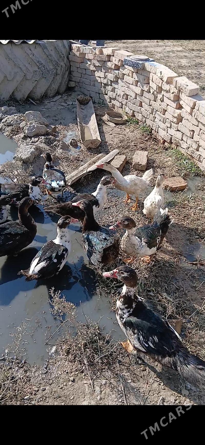 indawutga ordek - Kaka - img 3