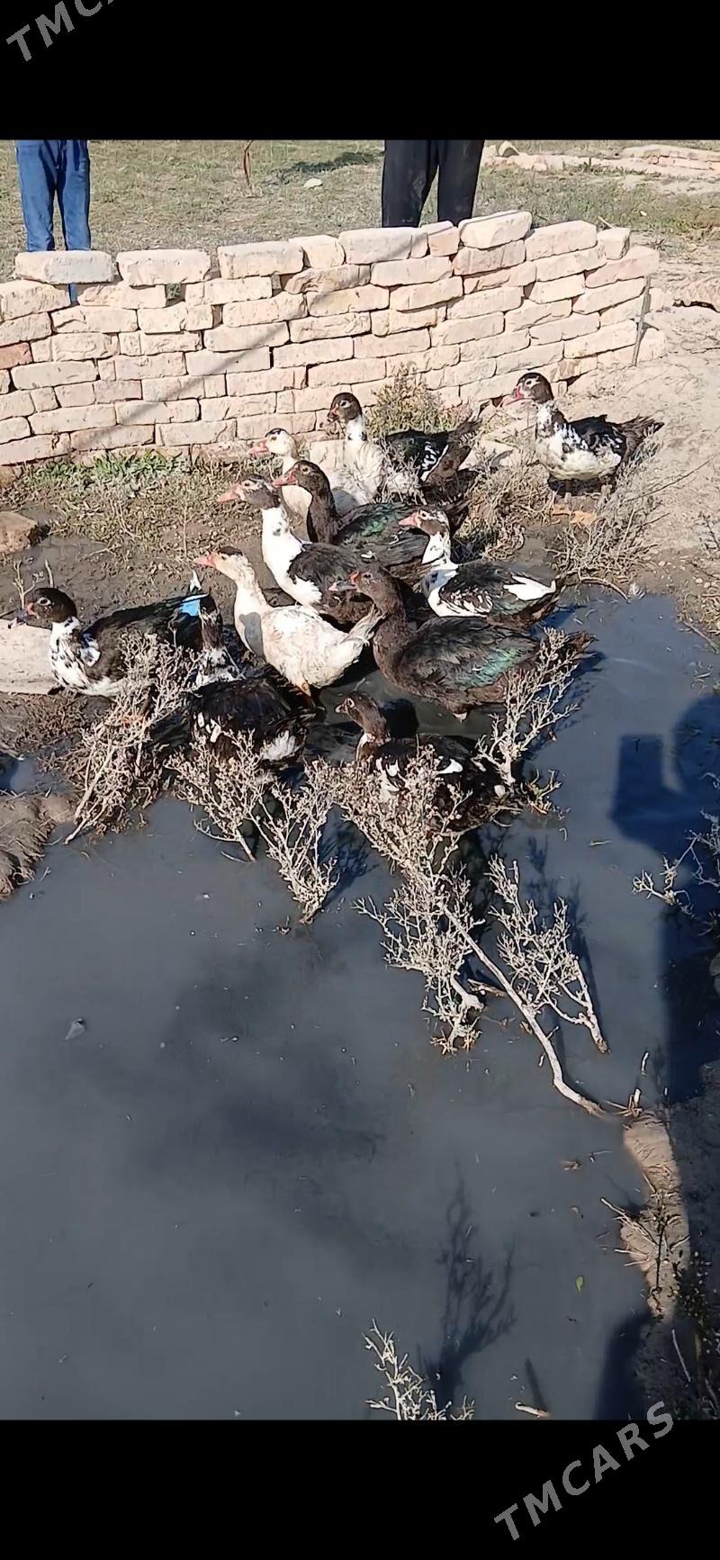 indawutga ordek - Kaka - img 2