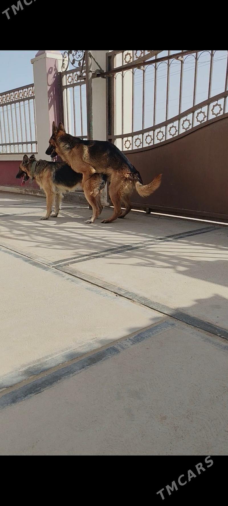 Овчарки - Хазар - img 6