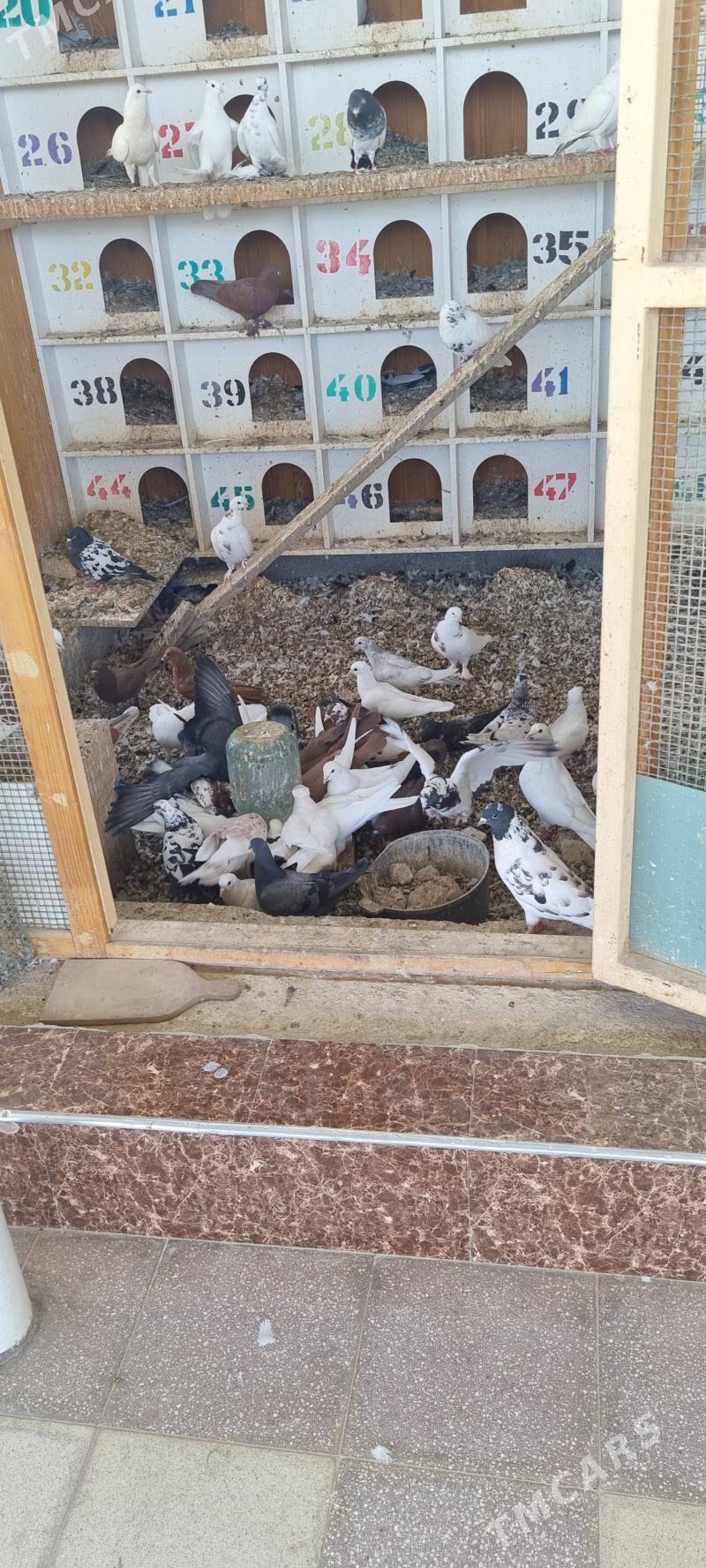 кепдери жуйжелери - Мары - img 2