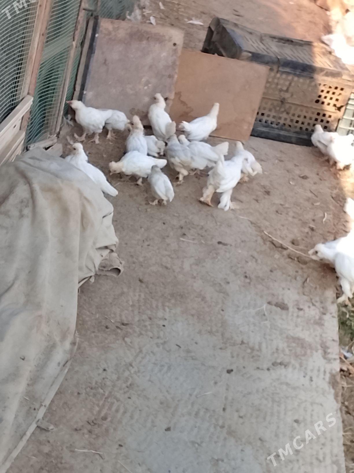 карлик - Çärjew - img 2