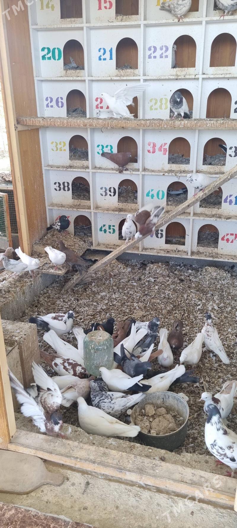 кепдери жуйжелери - Мары - img 3