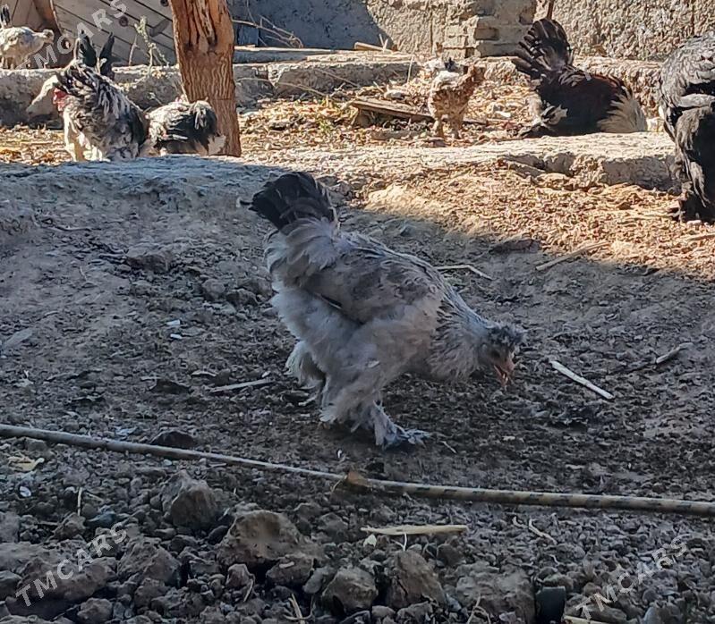 Balgar horoz towuk cisti - Бекреве - img 4