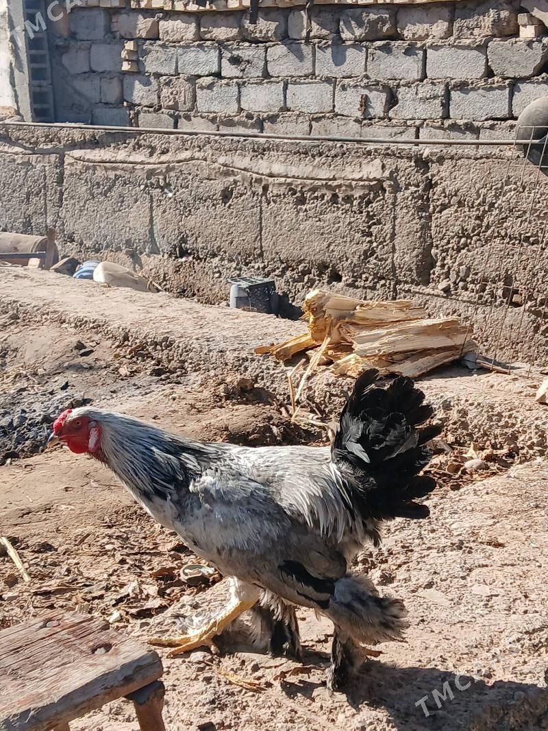 Balgar horoz towuk cisti - Бекреве - img 10