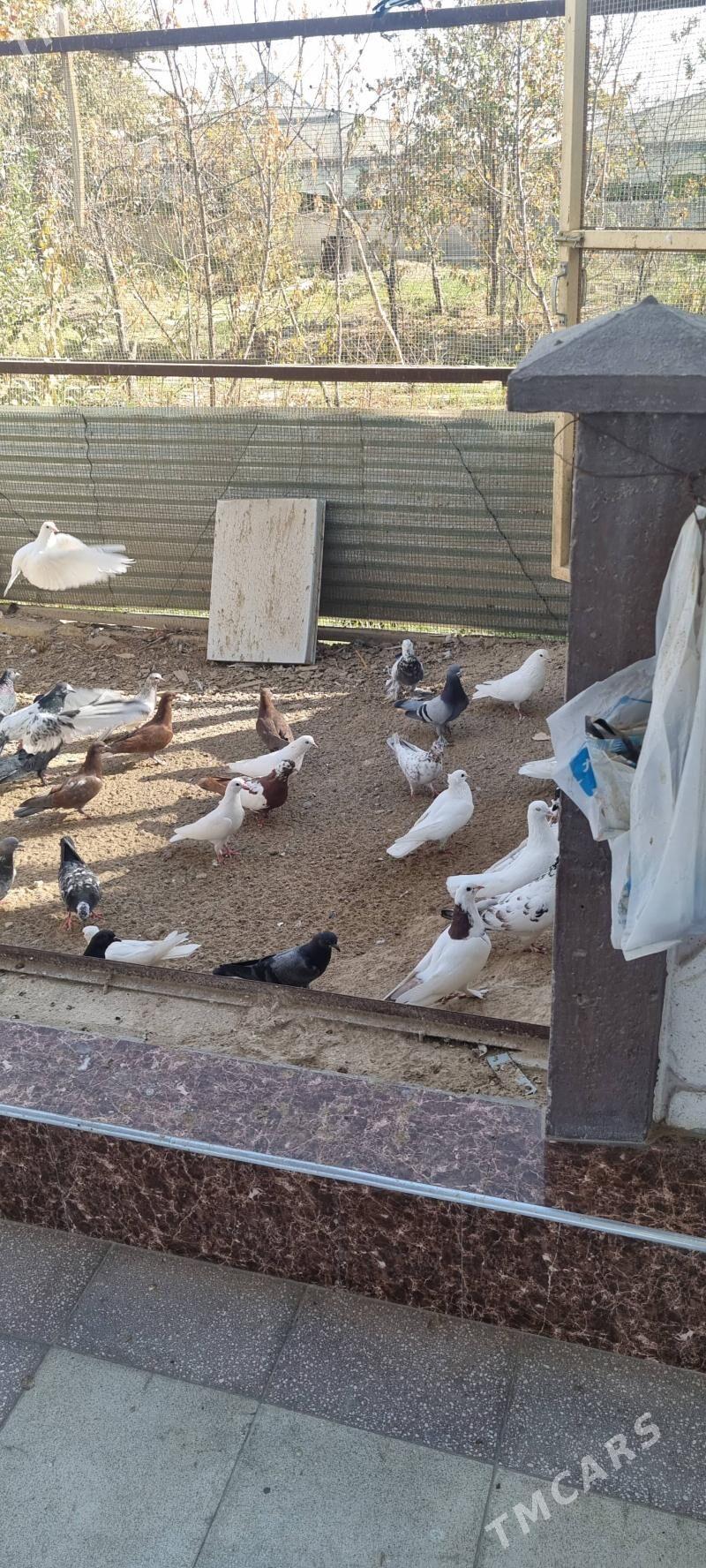 кепдери жуйжелери - Мары - img 4