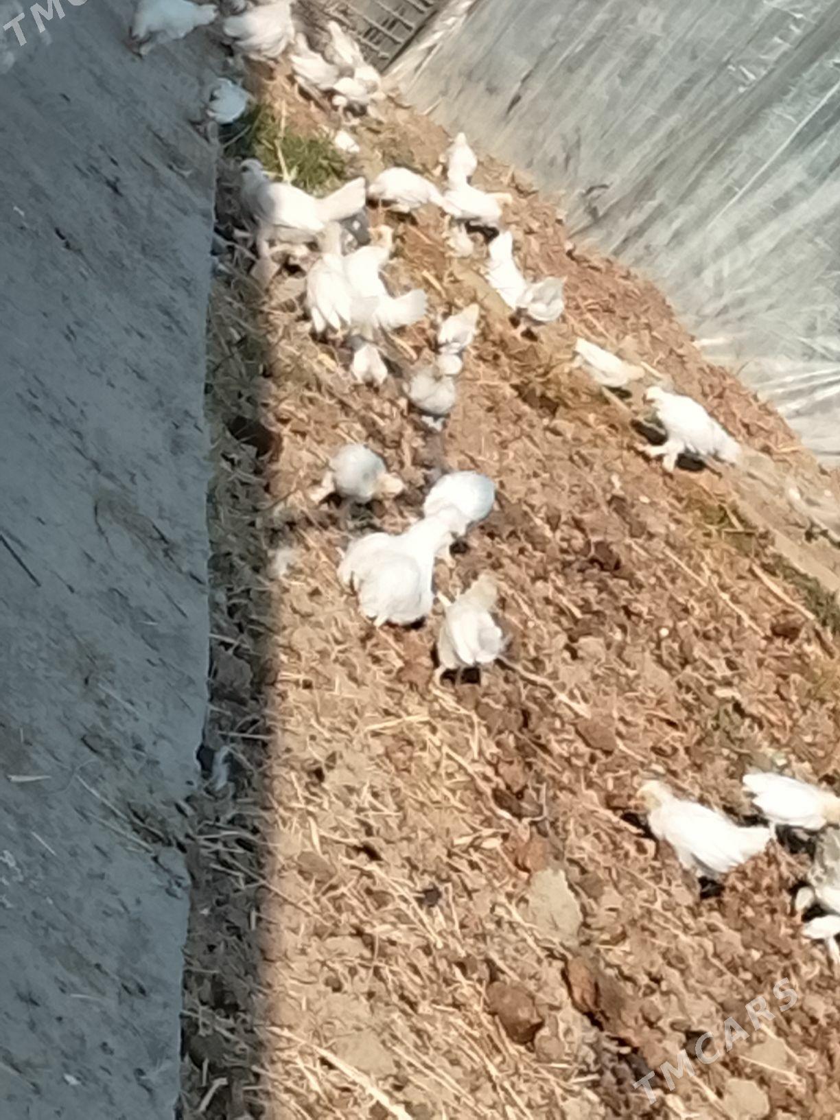 карлик - Çärjew - img 5