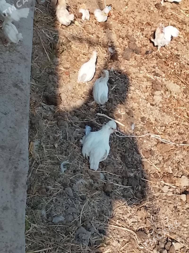 карлик - Çärjew - img 4