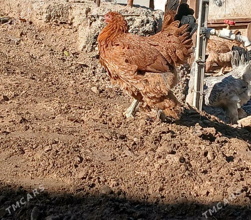 Balgar horoz towuk cisti - Бекреве - img 5