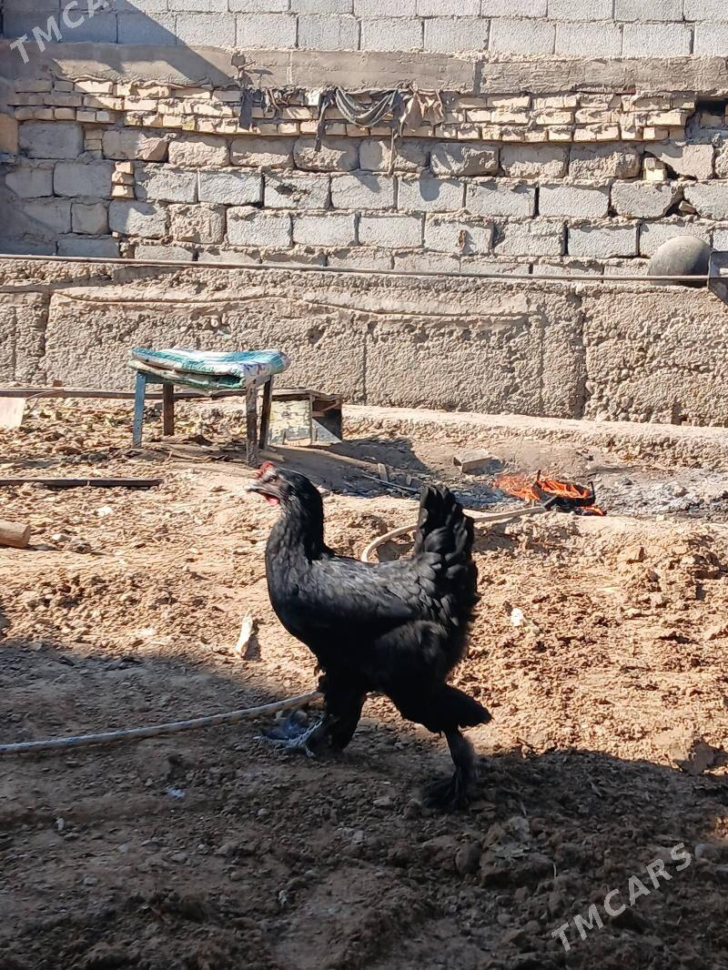 Balgar horoz towuk cisti - Бекреве - img 9