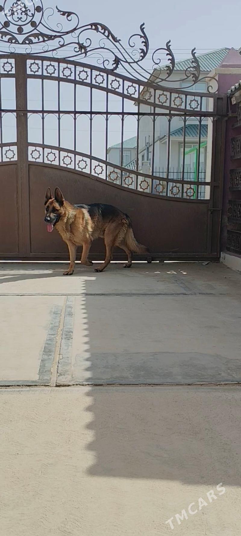 Овчарки - Хазар - img 5