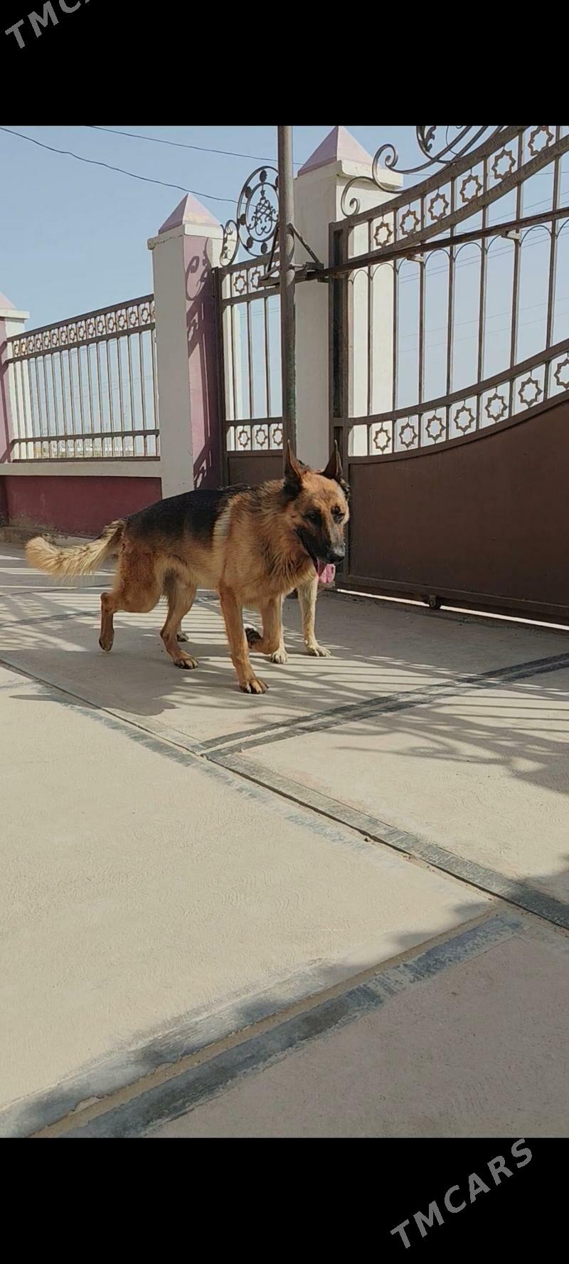 Овчарки - Хазар - img 8