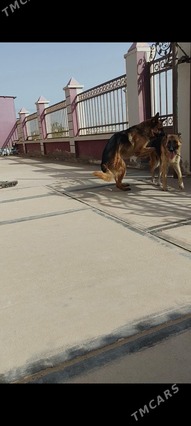 Овчарки - Хазар - img 7