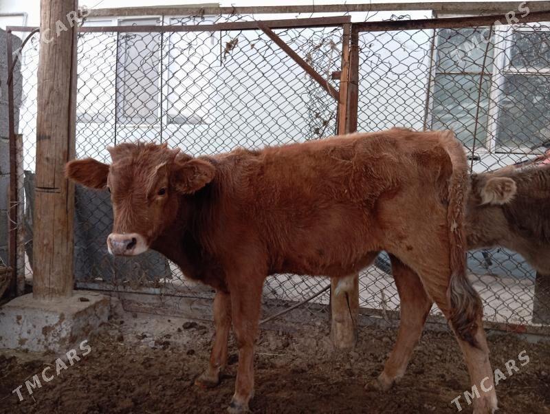 Okuz - Гуртли - img 2