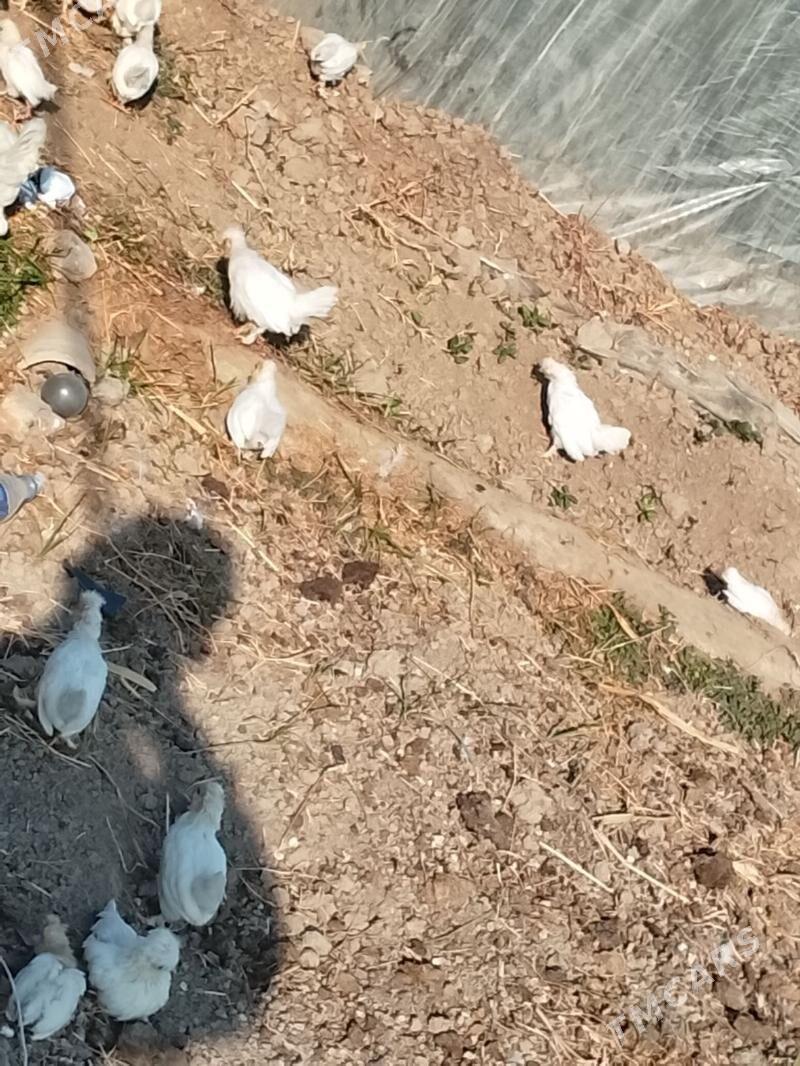 карлик - Çärjew - img 1