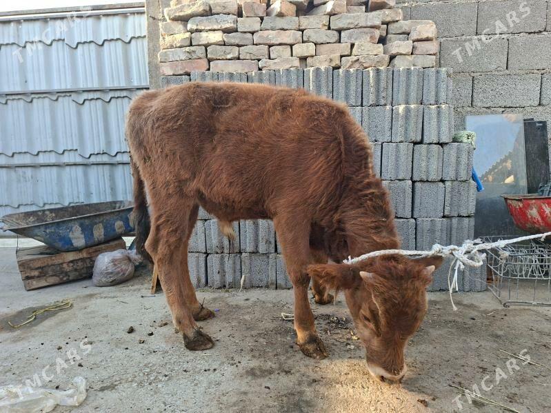 Okuz - Гуртли - img 3