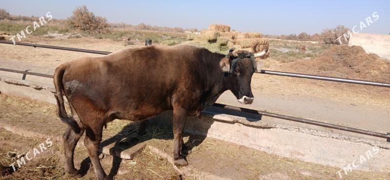 Sygyr - Гёкдепе - img 2