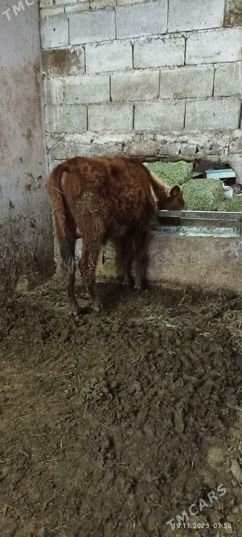 uly ökuz - Büzmeýin - img 3