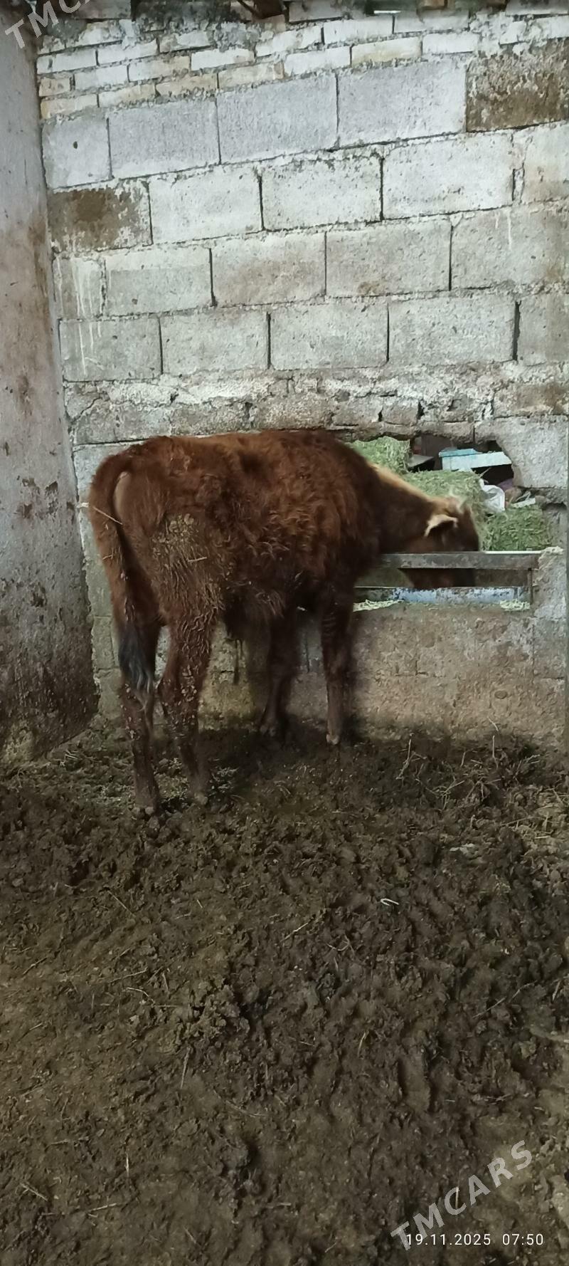 uly ökuz - Büzmeýin - img 2