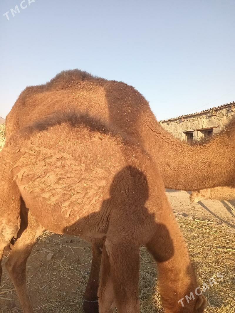 duye - Bereket - img 2