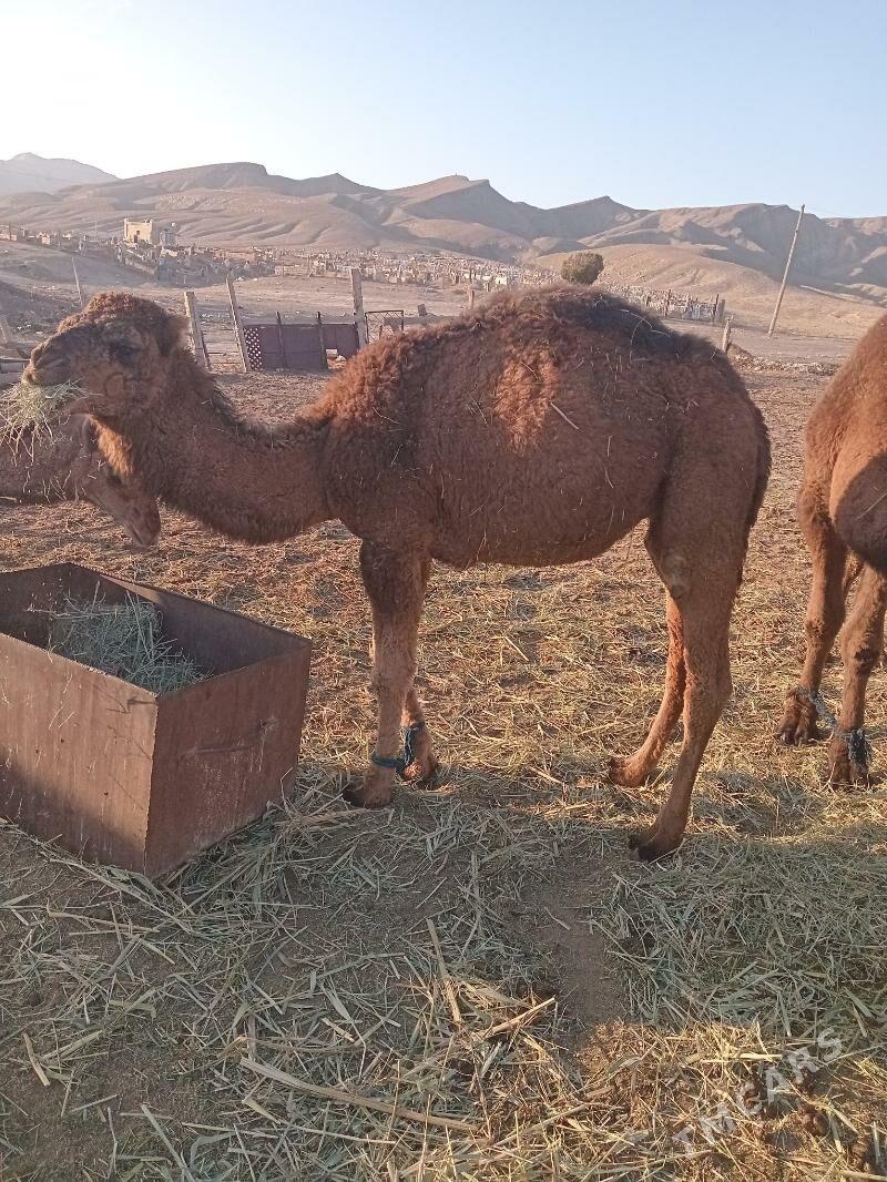 duye - Bereket - img 3