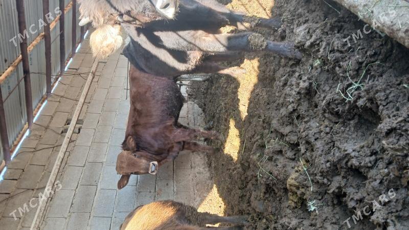 okuz - Бахарден - img 2