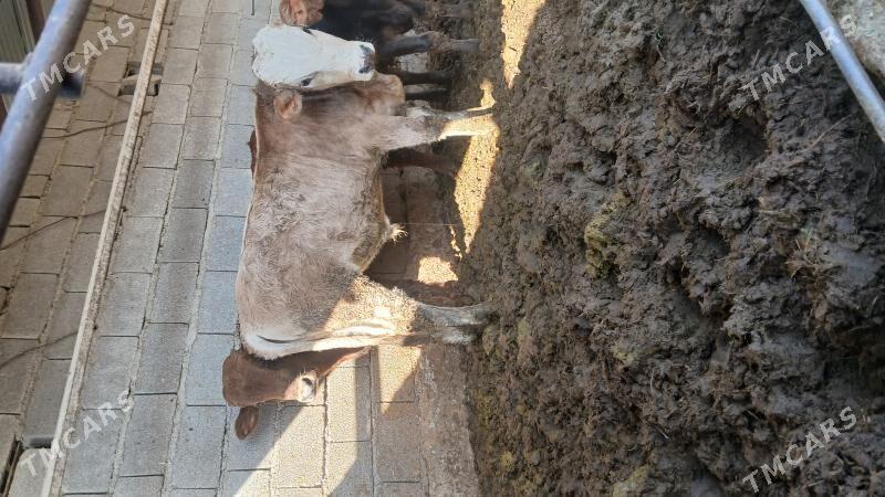 okuz - Бахарден - img 3