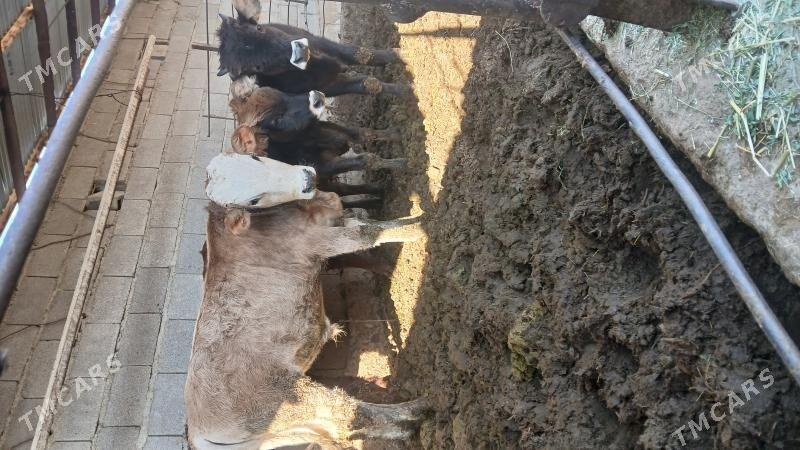 okuz - Бахарден - img 4