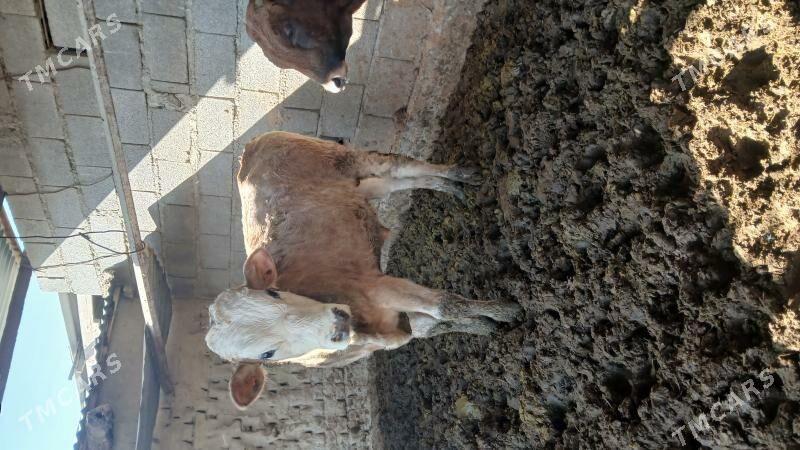 okuz - Бахарден - img 7