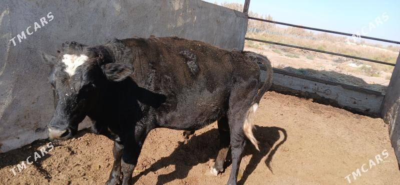 okuz - Гёкдепе - img 2